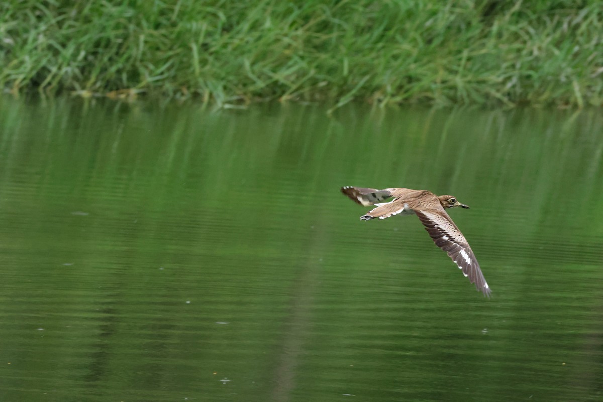 Senegal Thick-knee - ML623535298