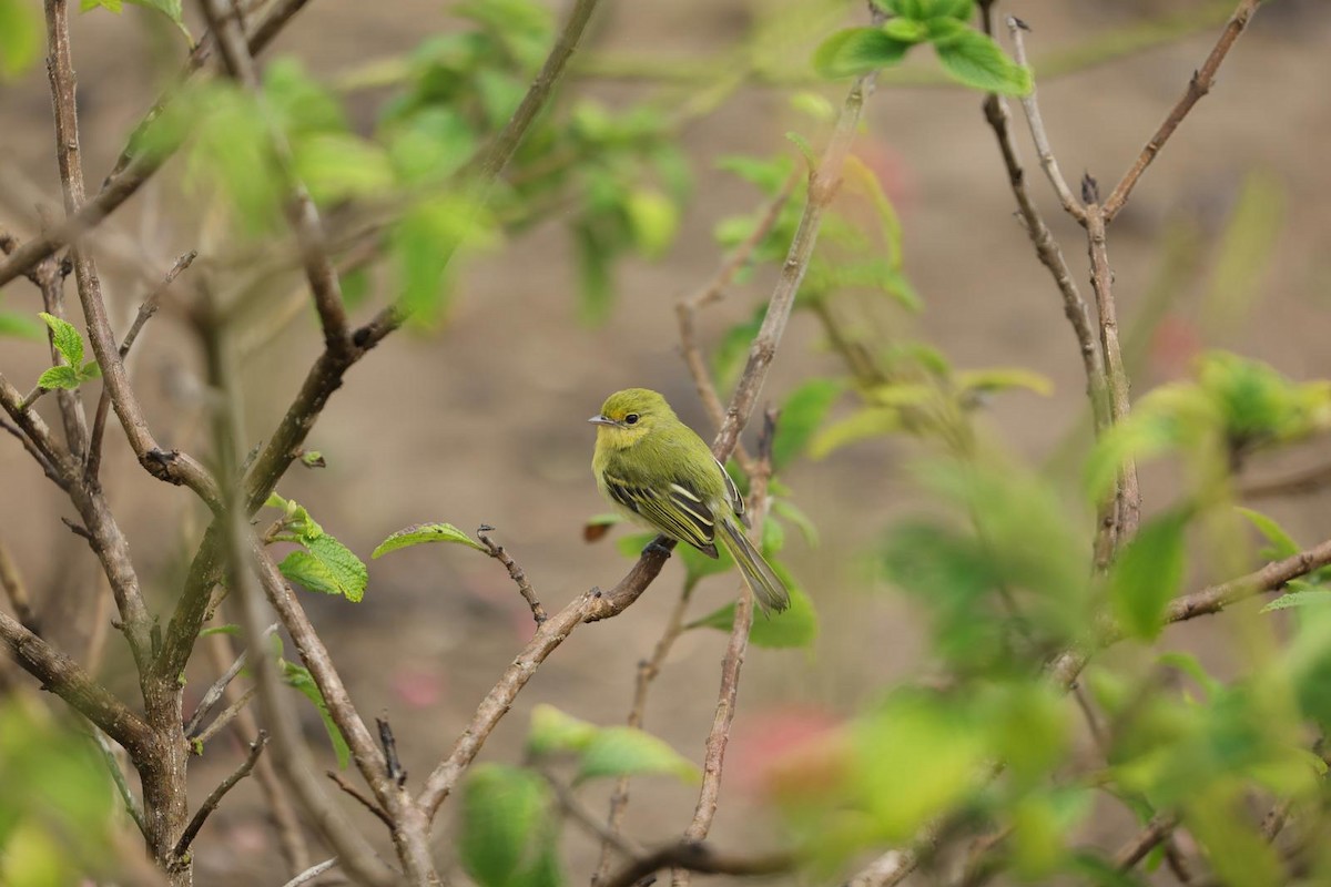 Tyranneau à poitrine jaune - ML623535300