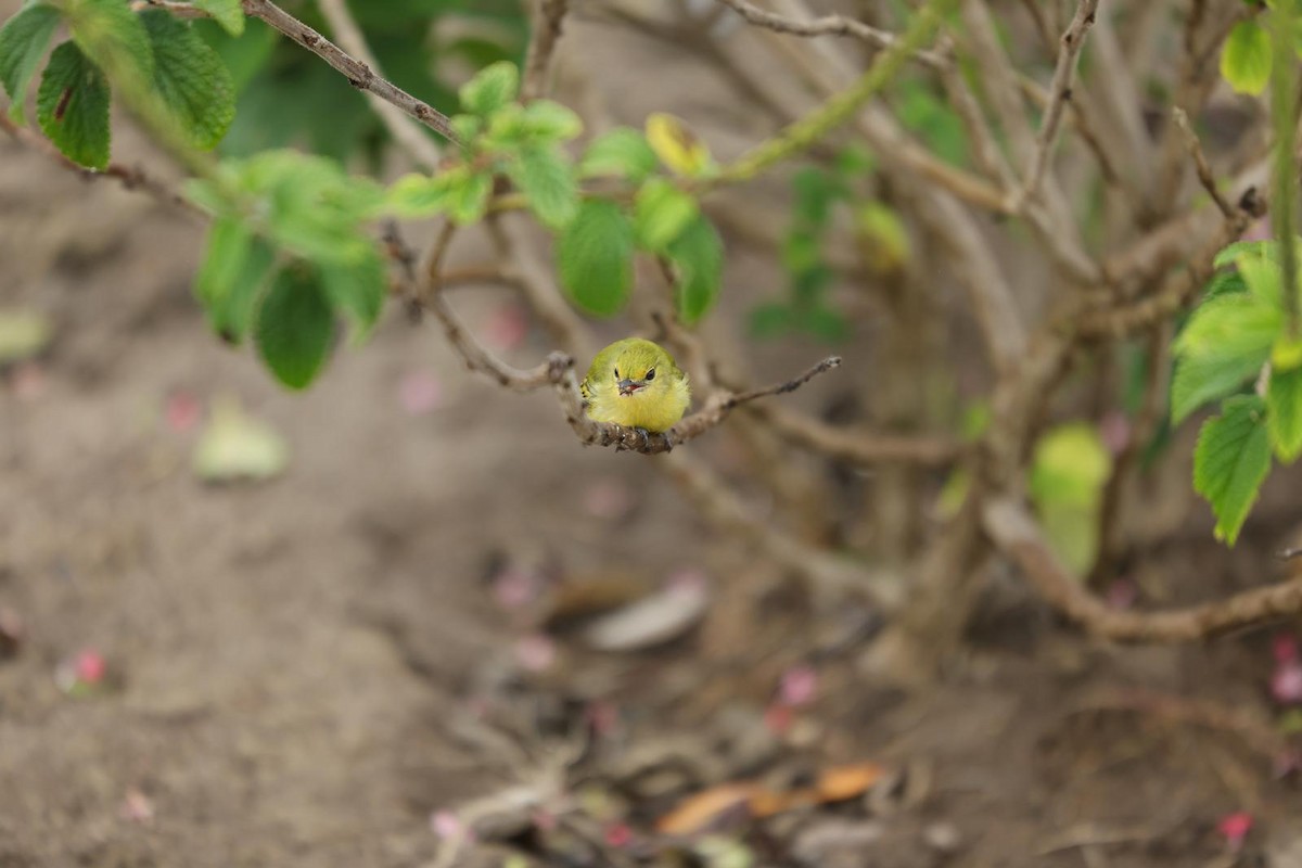 Tyranneau à poitrine jaune - ML623535301