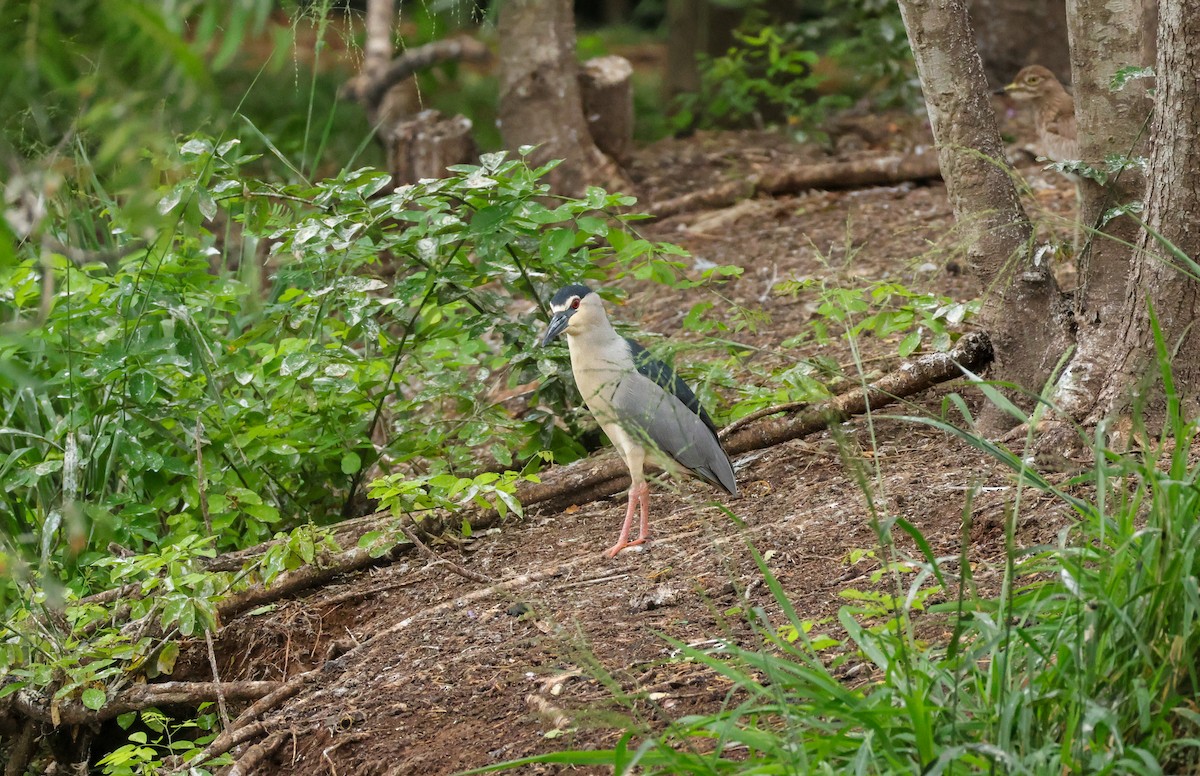 Black-crowned Night Heron - ML623535321