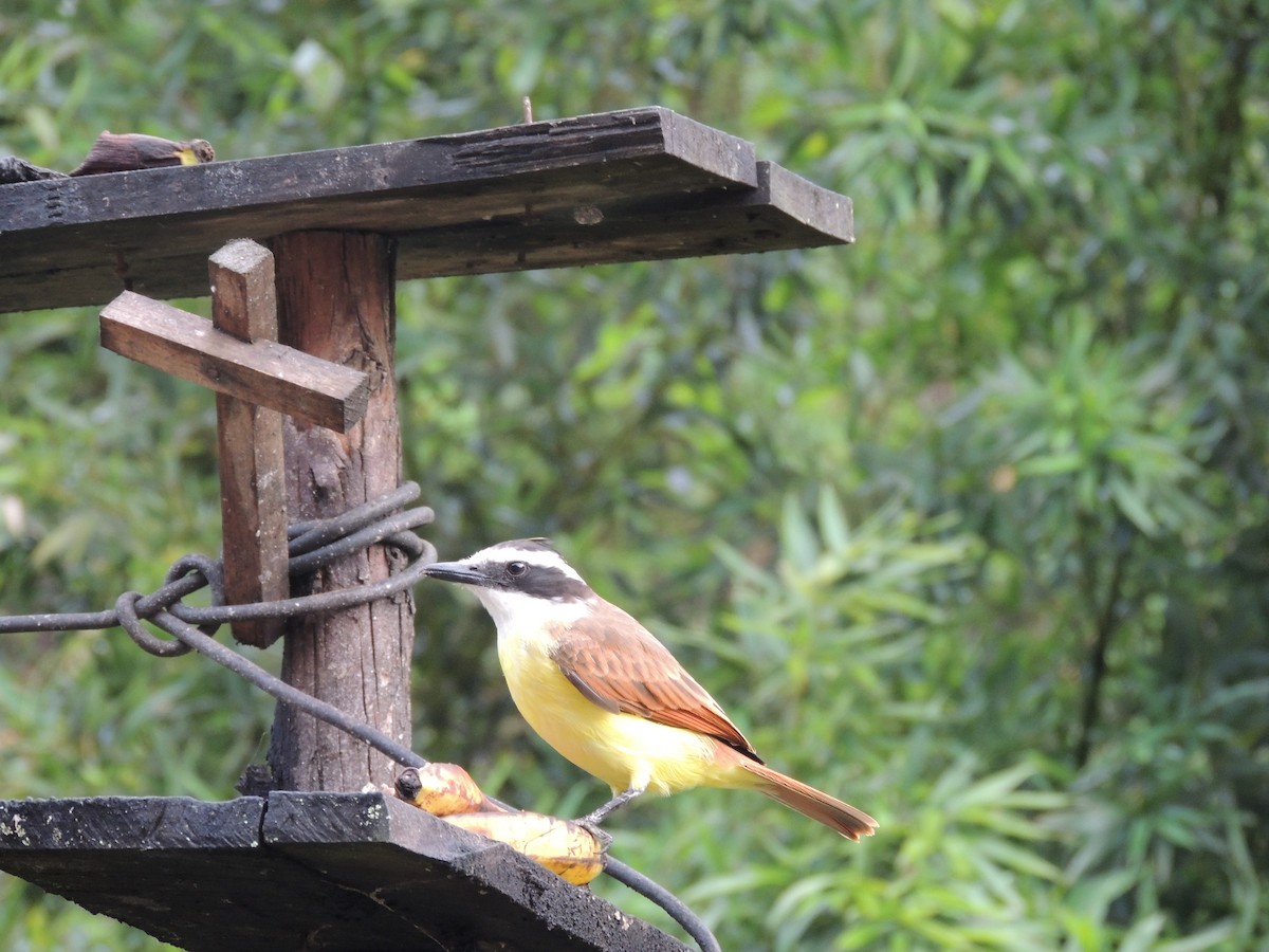 Great Kiskadee - ML623535348