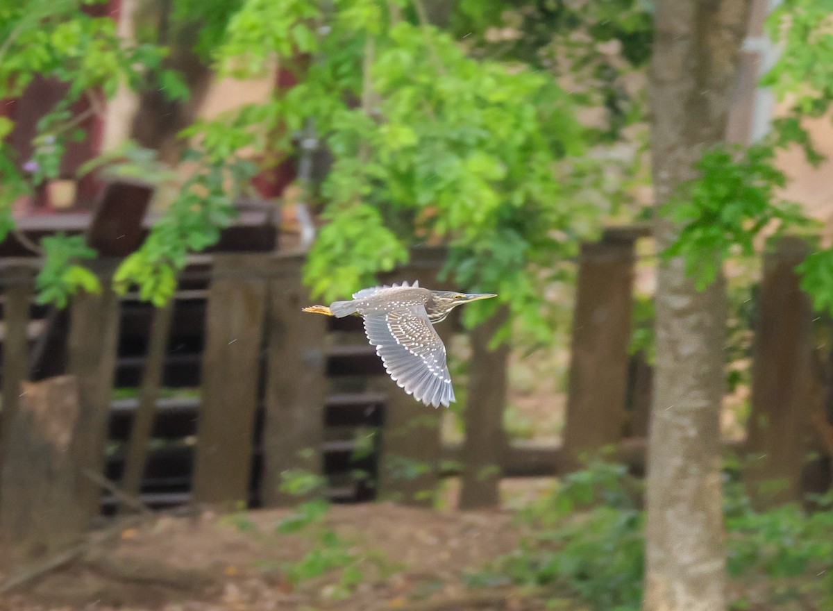 Striated Heron - Louis Hebert