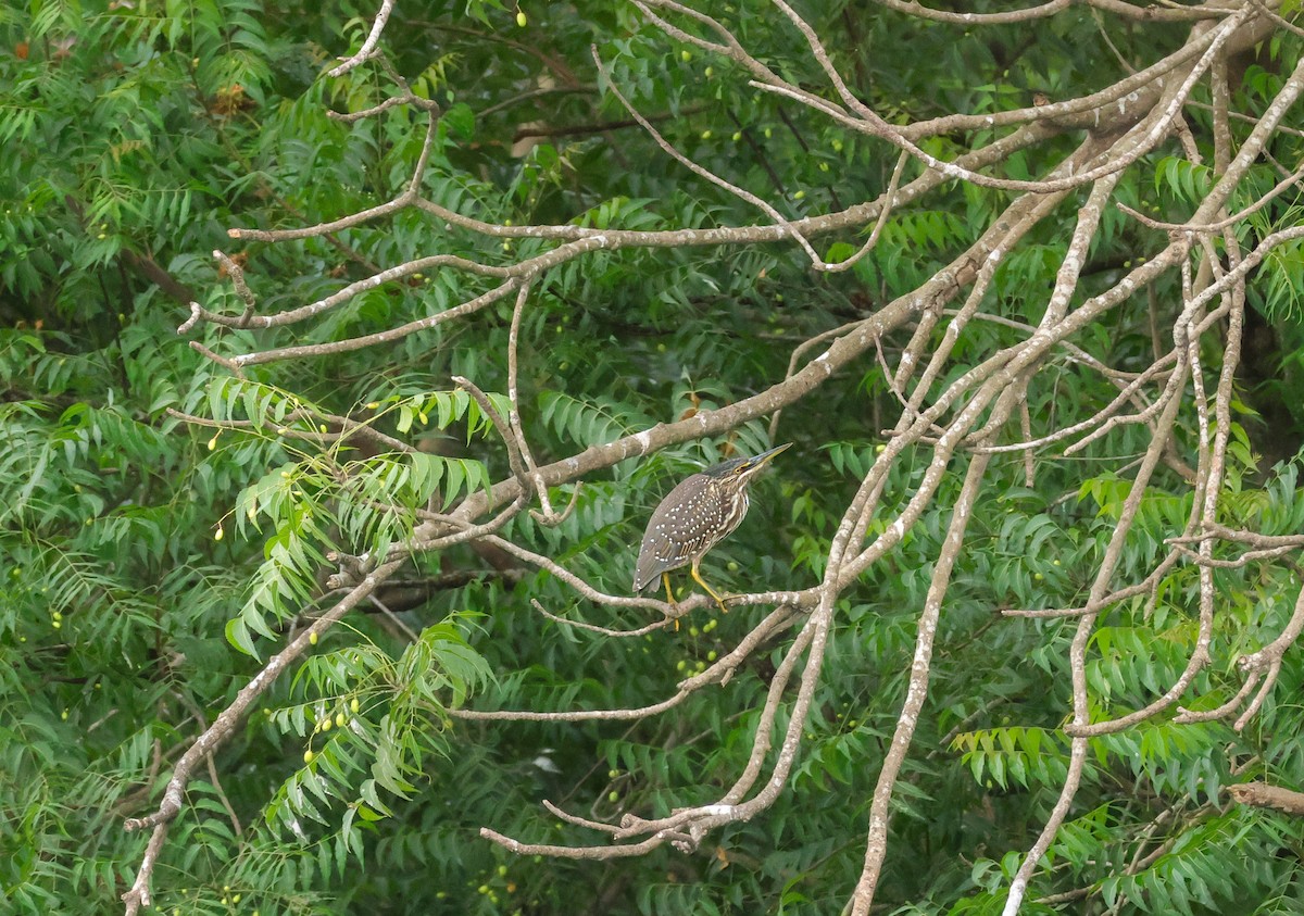 Striated Heron - ML623535353