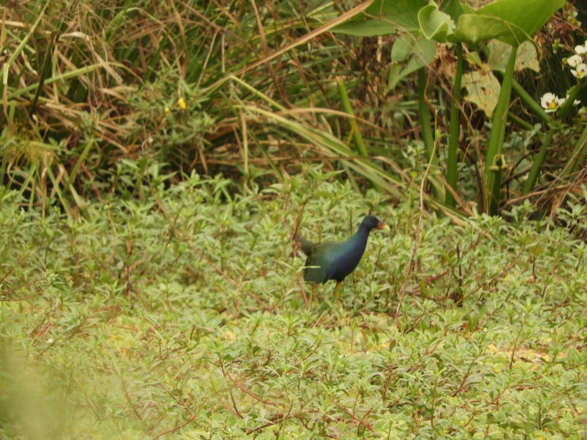 Purple Gallinule - ML623535380