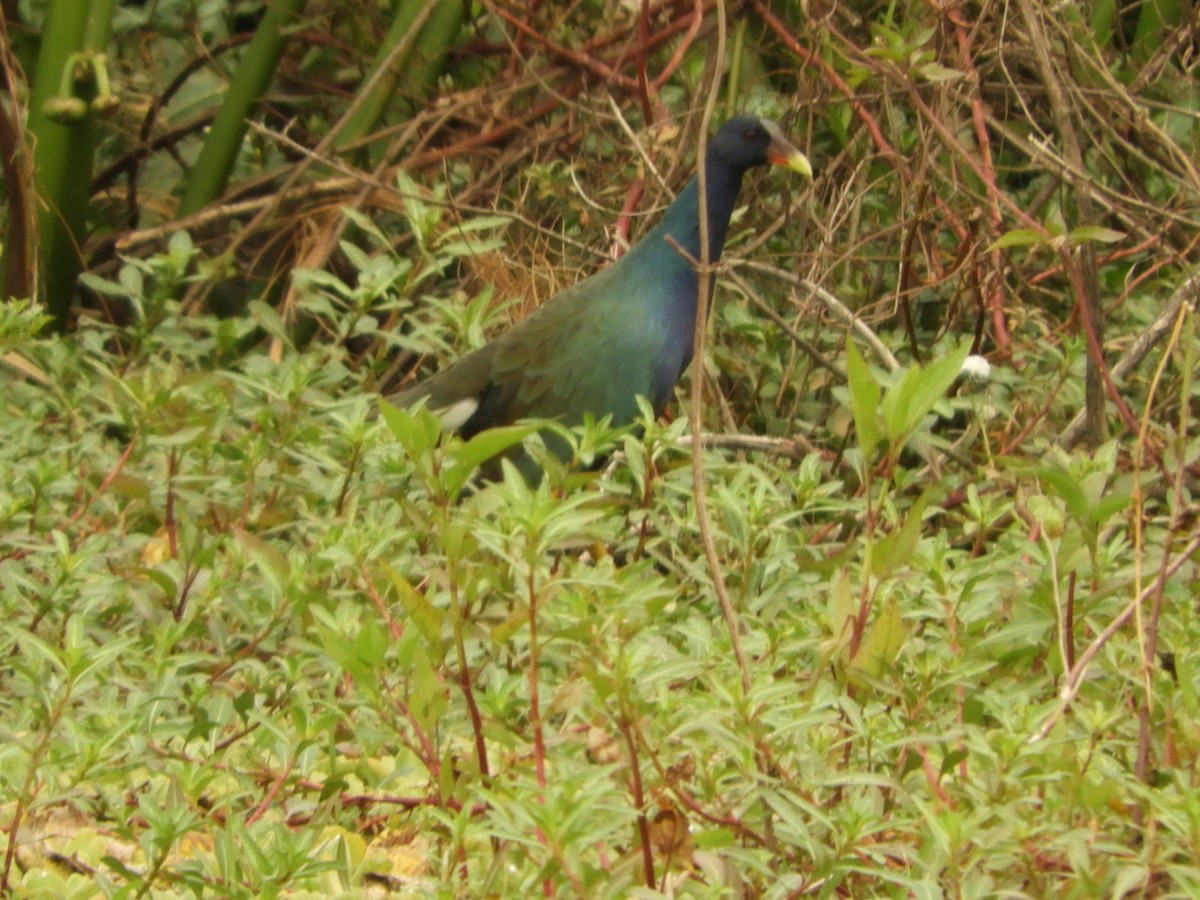 Purple Gallinule - ML623535381