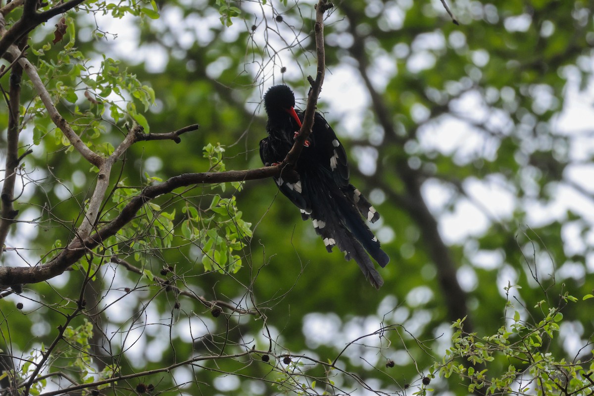 Green Woodhoopoe - ML623535386