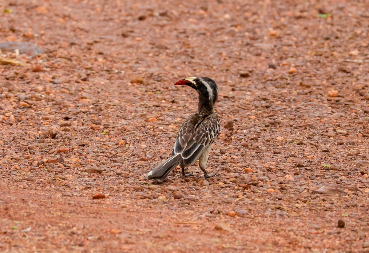African Gray Hornbill - ML623535414