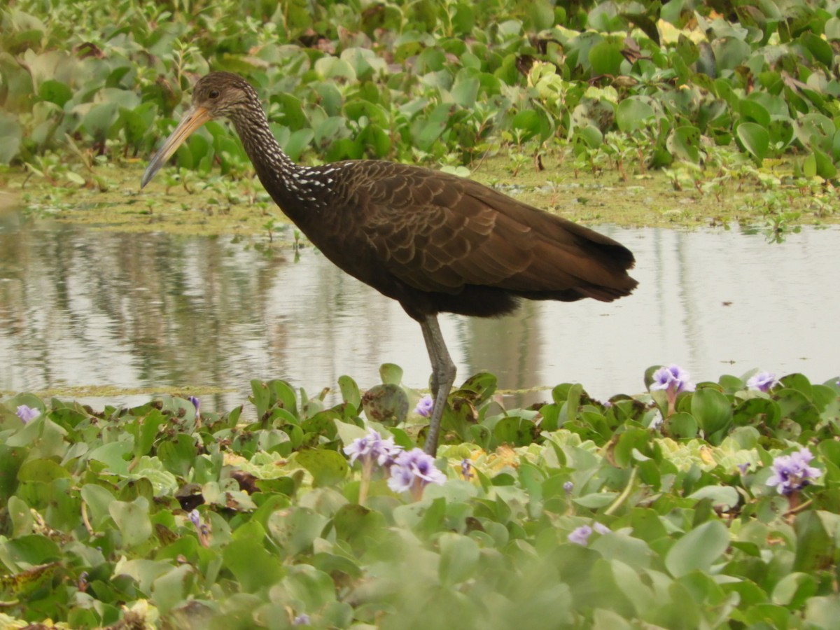 Limpkin - ML623535421