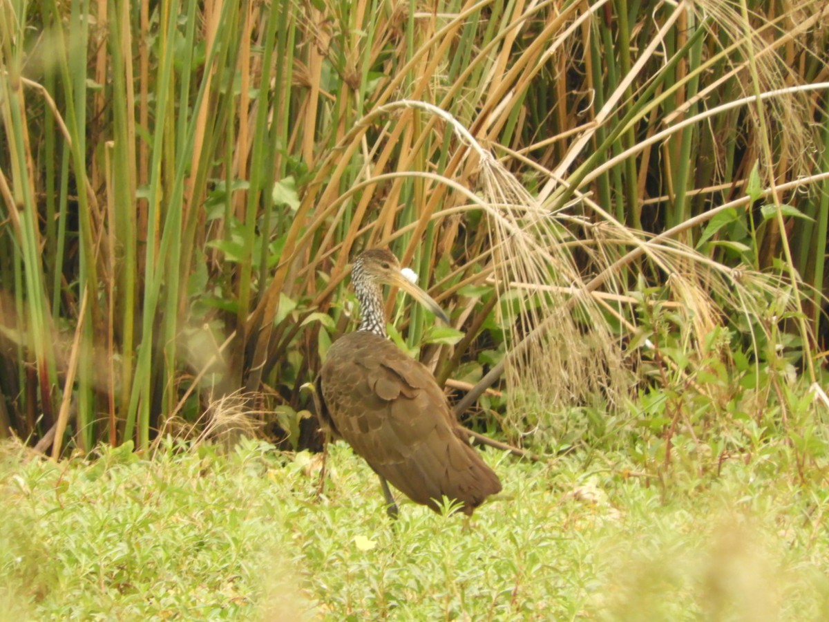 Limpkin - ML623535422