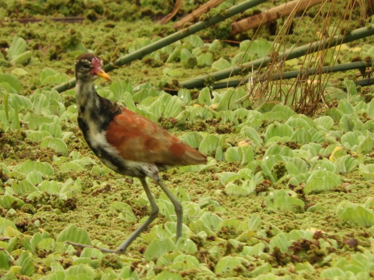 Wattled Jacana - ML623535437