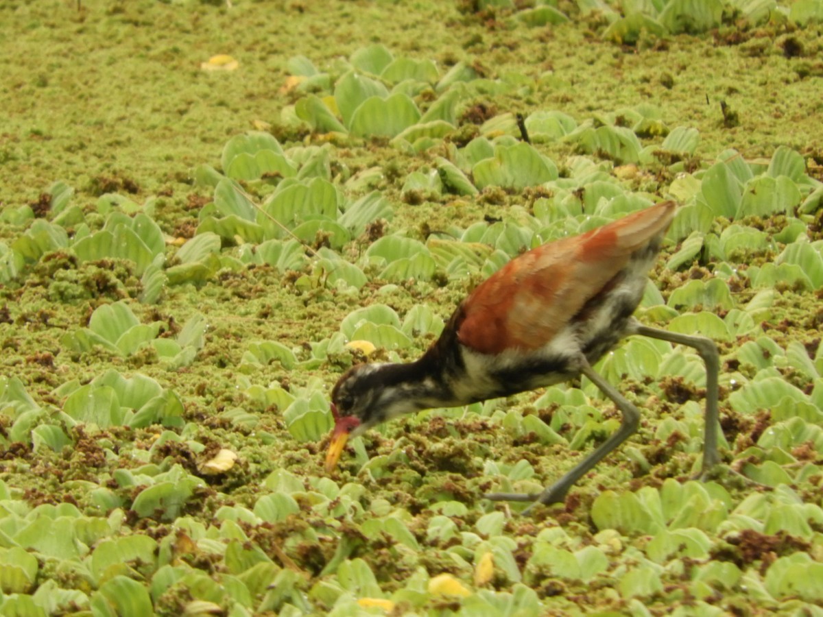 Wattled Jacana - ML623535438