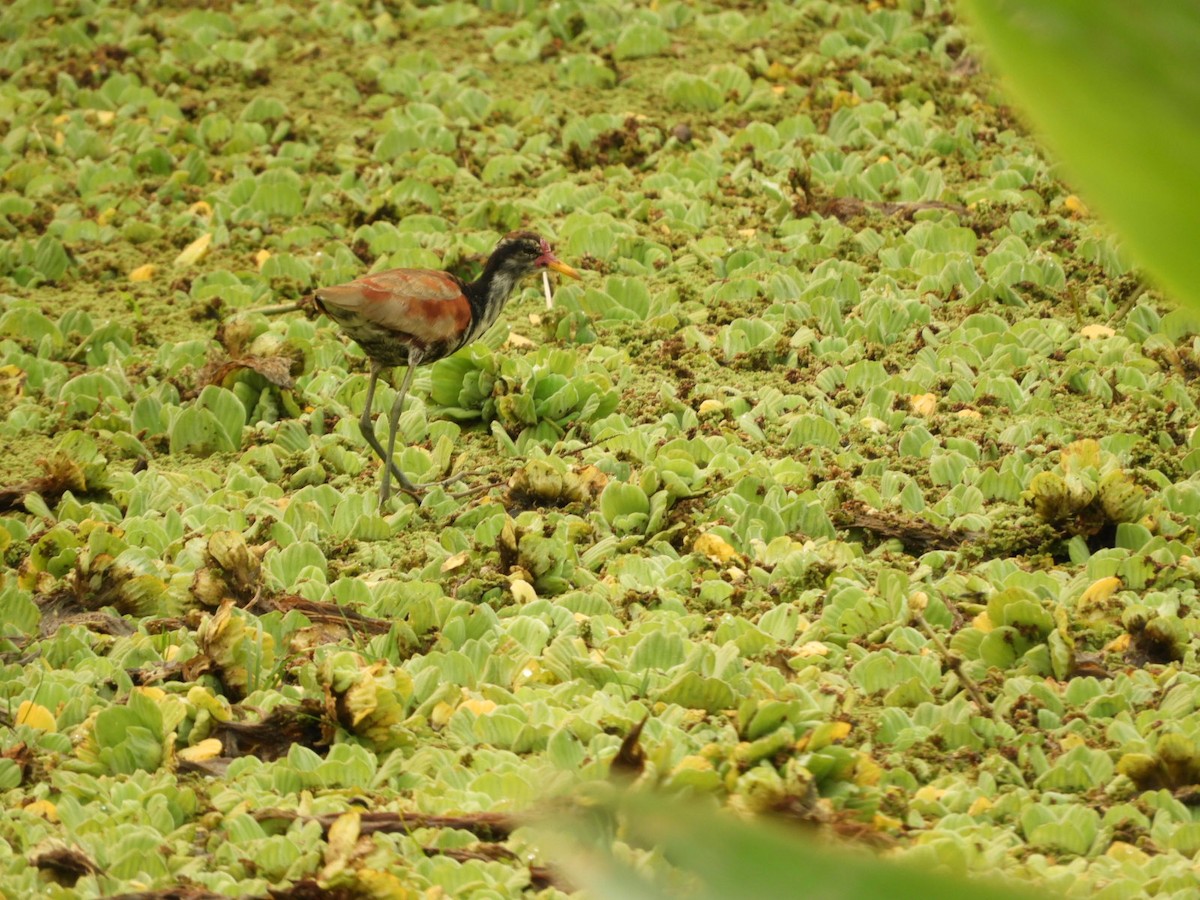 Wattled Jacana - ML623535439