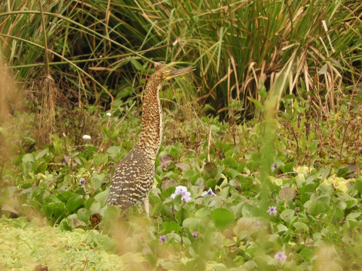 Rufescent Tiger-Heron - ML623535447