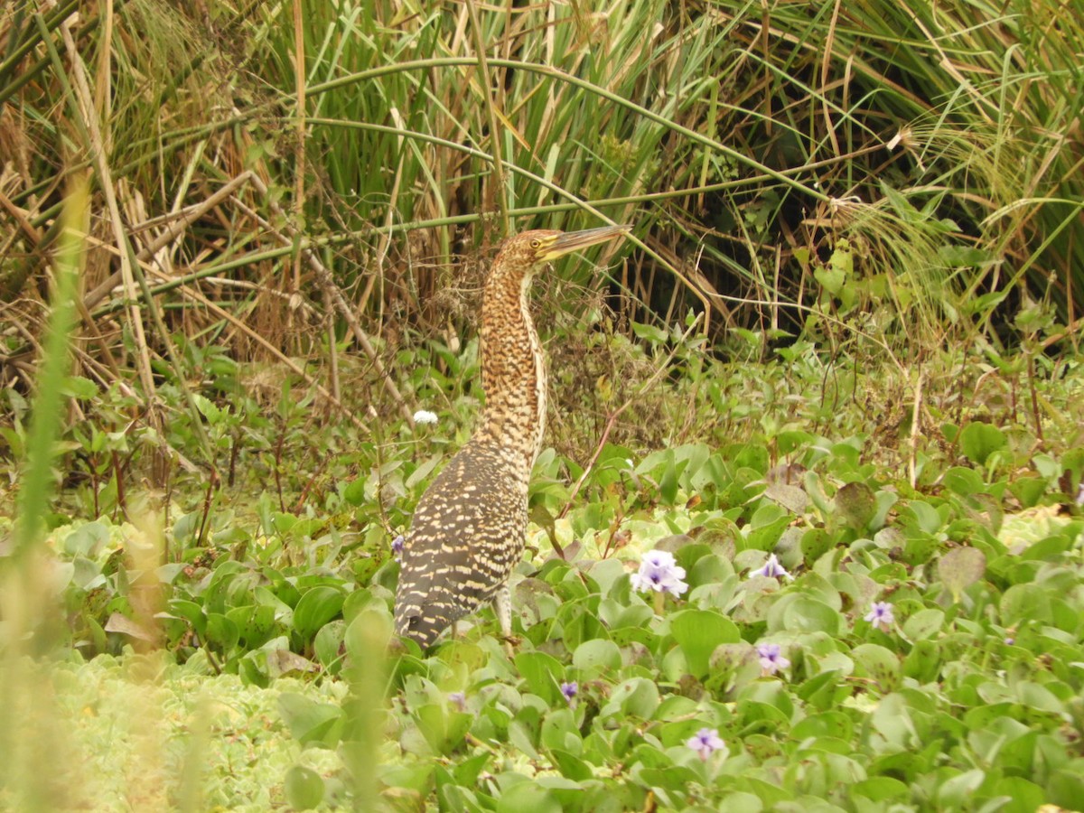 Rufescent Tiger-Heron - ML623535448