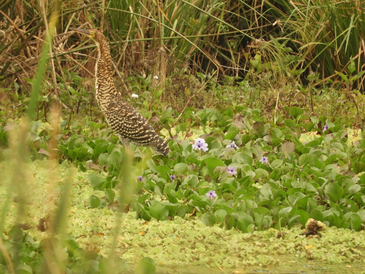 Rufescent Tiger-Heron - ML623535449