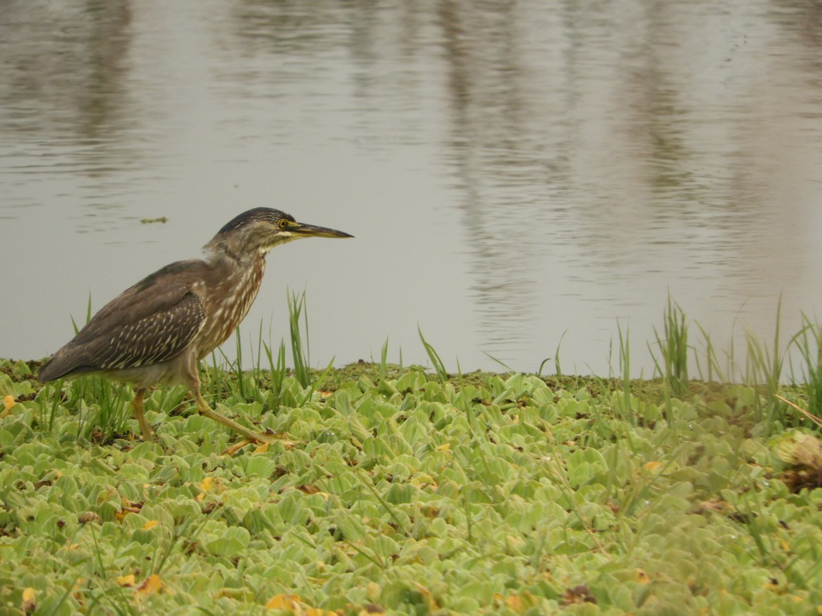 Striated Heron - ML623535451