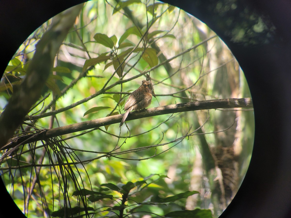 Crescent-chested Puffbird - ML623535458