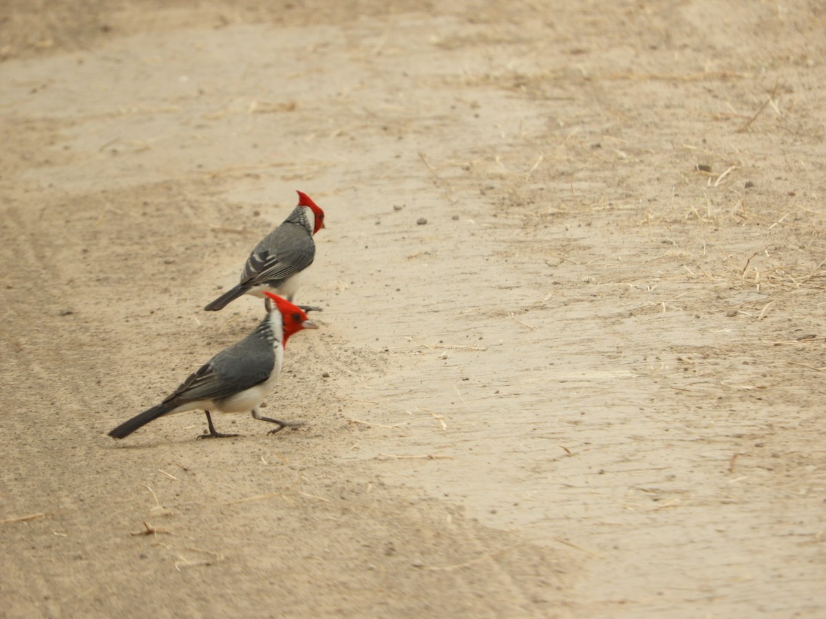 Red-crested Cardinal - ML623535461