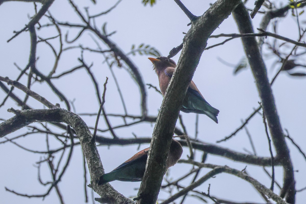 Broad-billed Roller - ML623535470