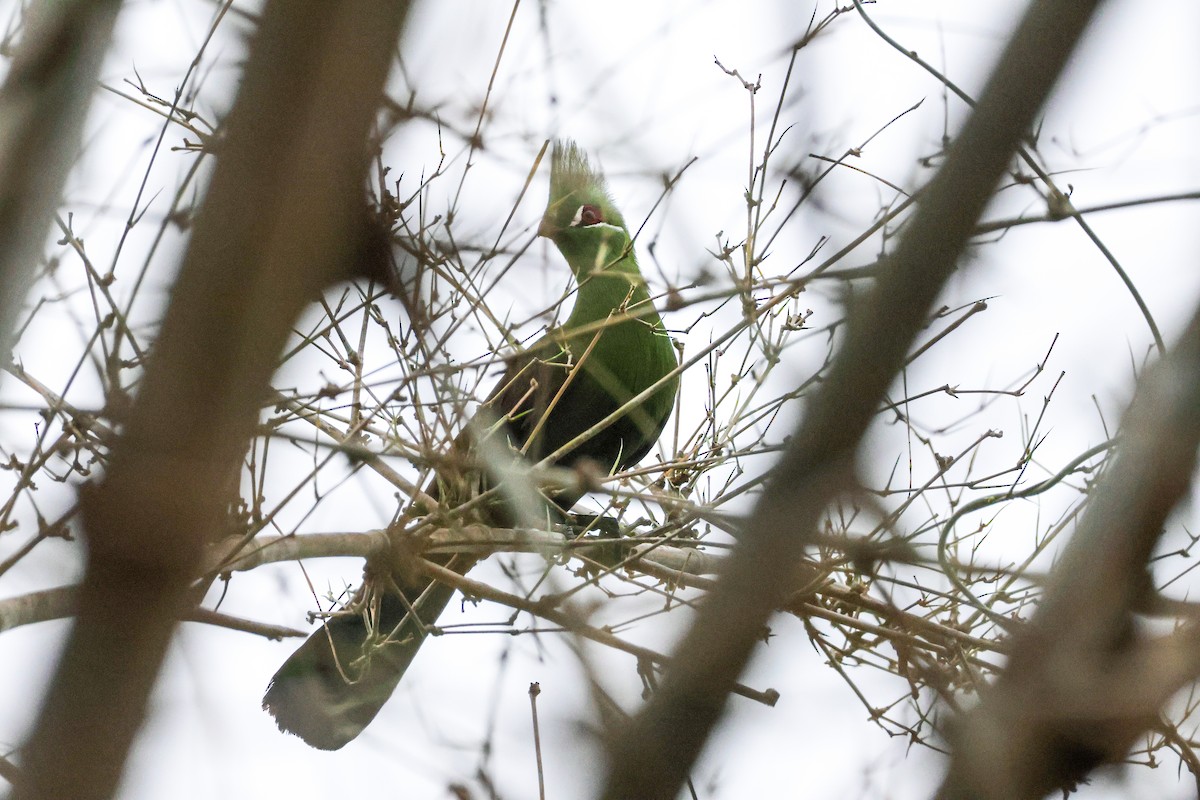 Guinea Turaco - ML623535476