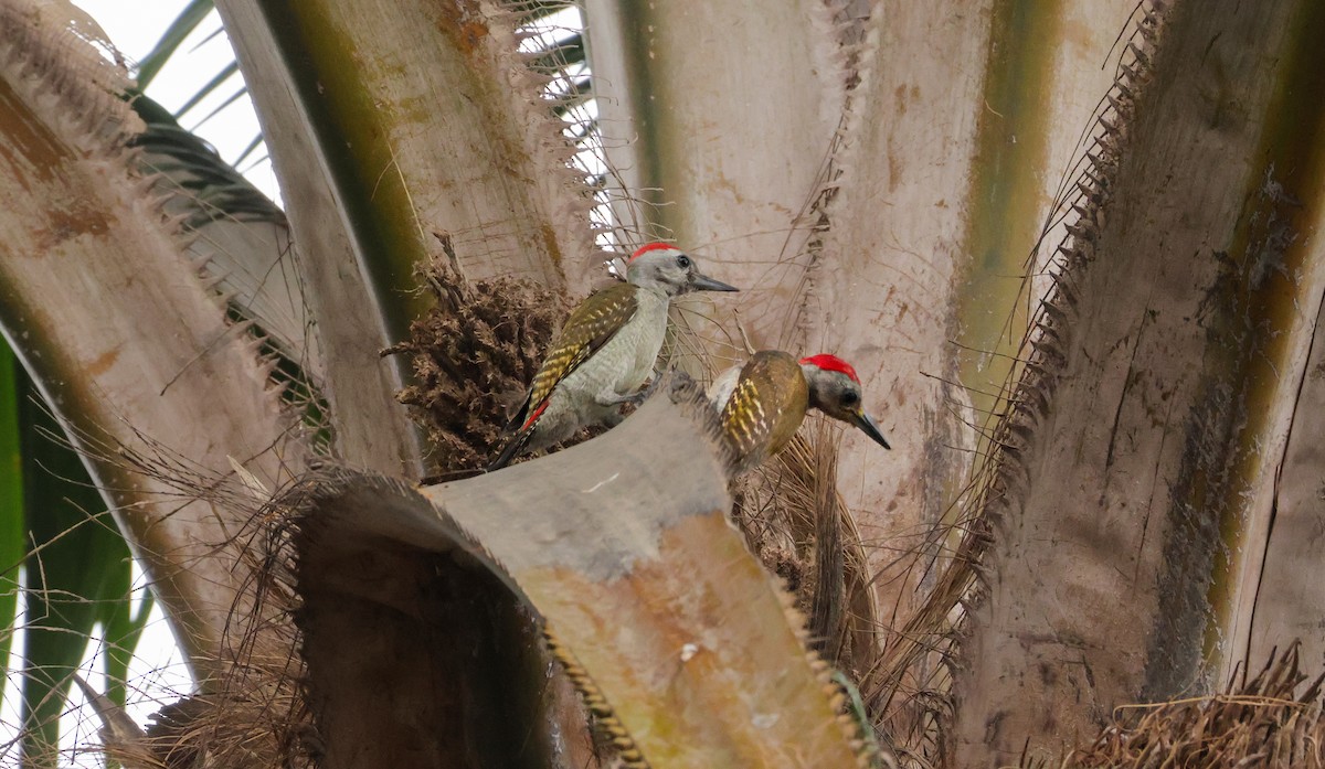 African Gray Woodpecker - ML623535489