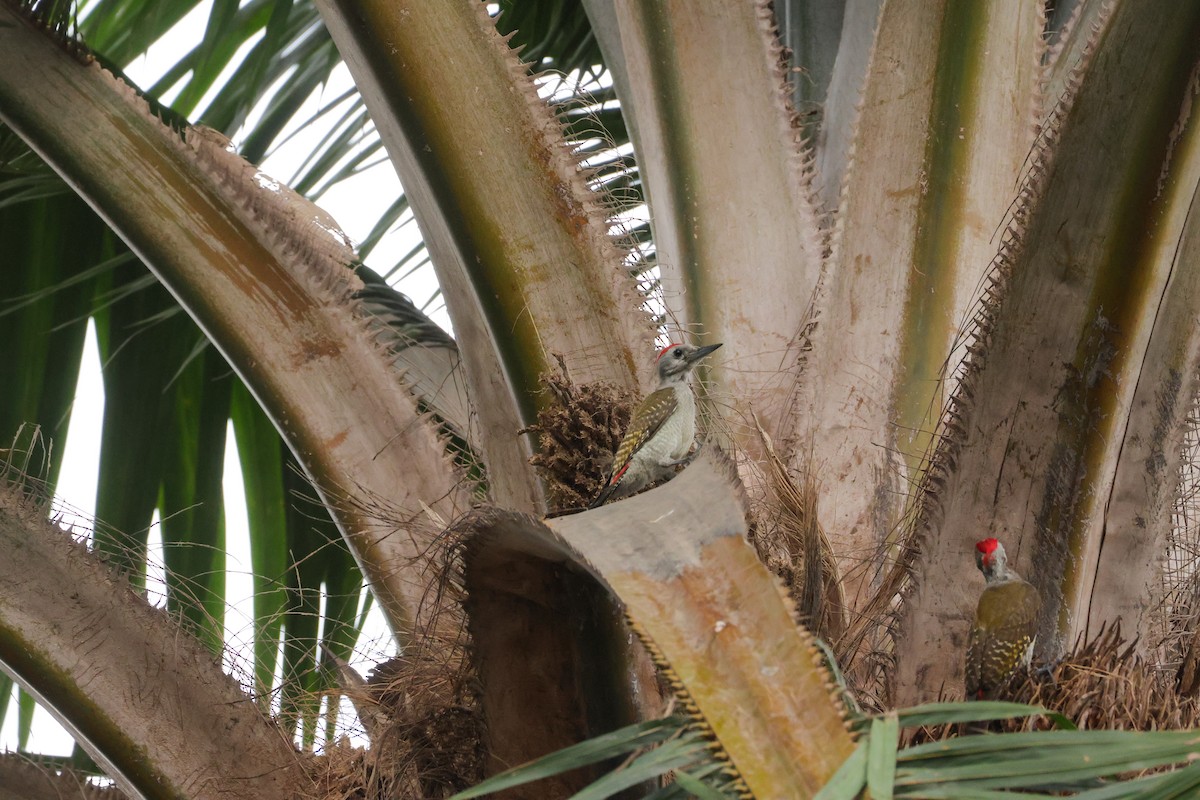African Gray Woodpecker - ML623535490