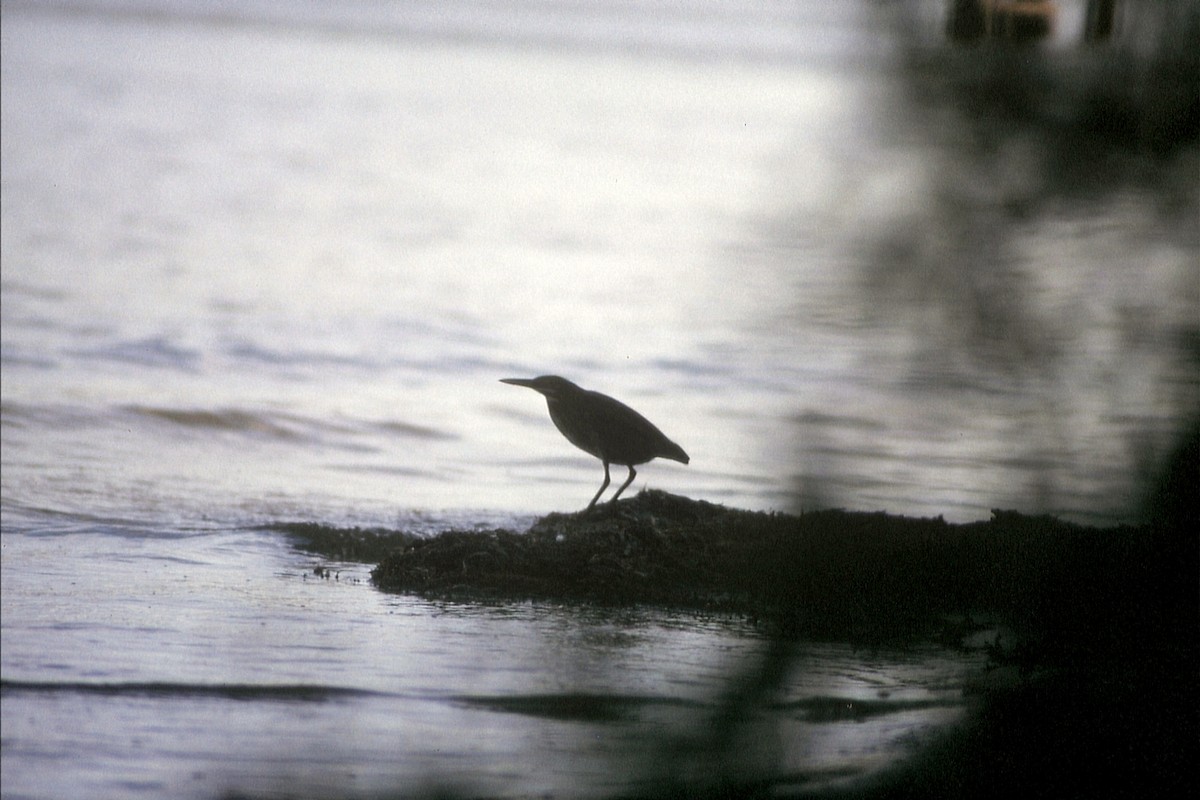 Green Heron - Robert Biermann