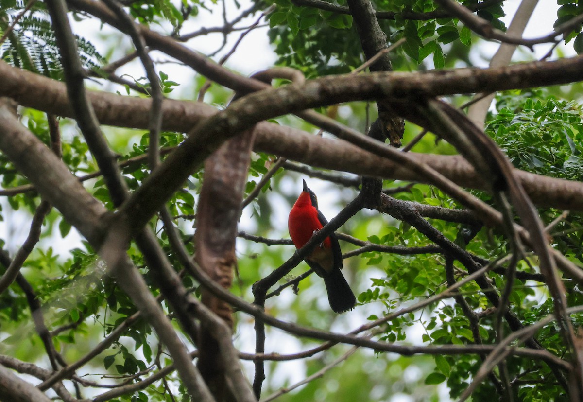 Yellow-crowned Gonolek - Louis Hebert