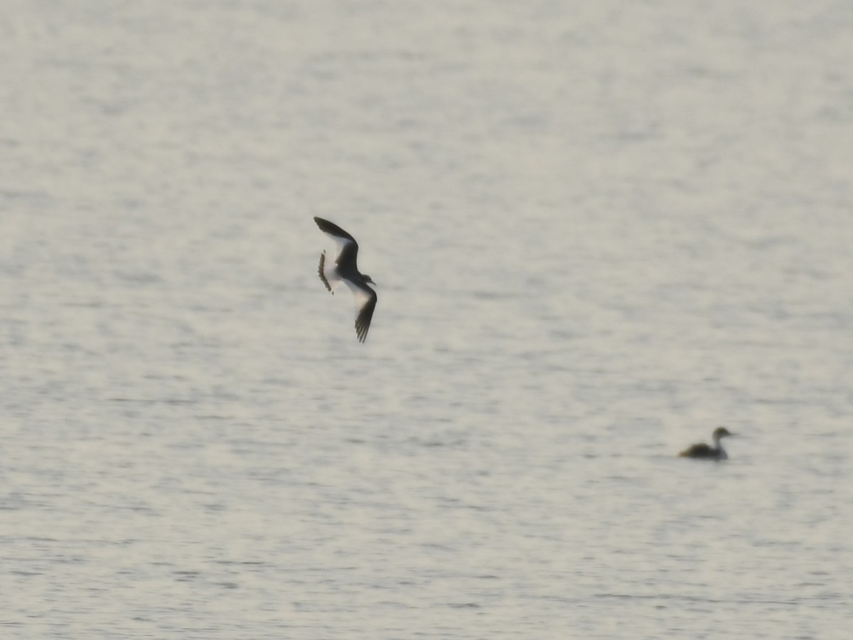 Mouette de Sabine - ML623535526