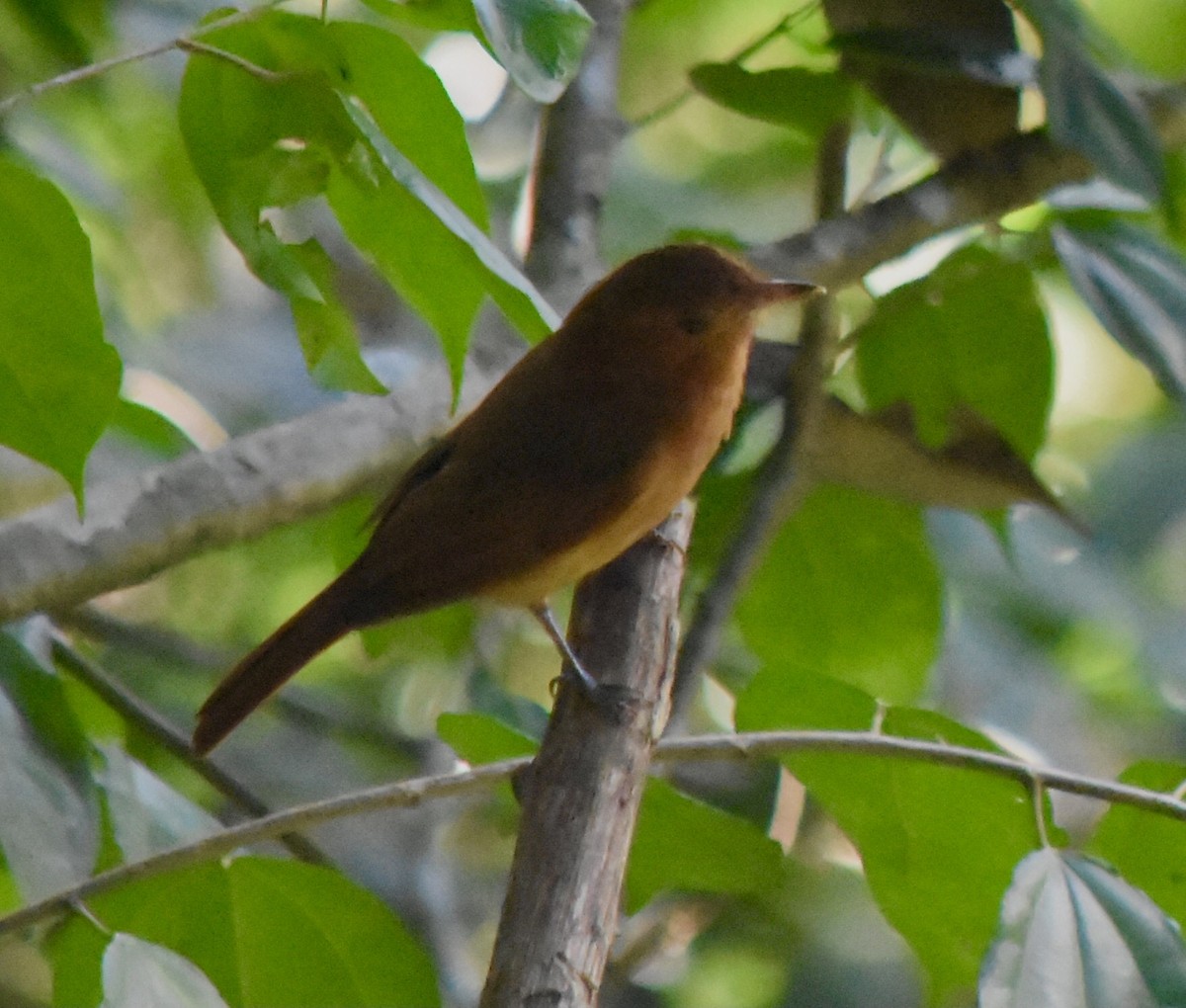 Ochre-bellied Flycatcher - ML623535527