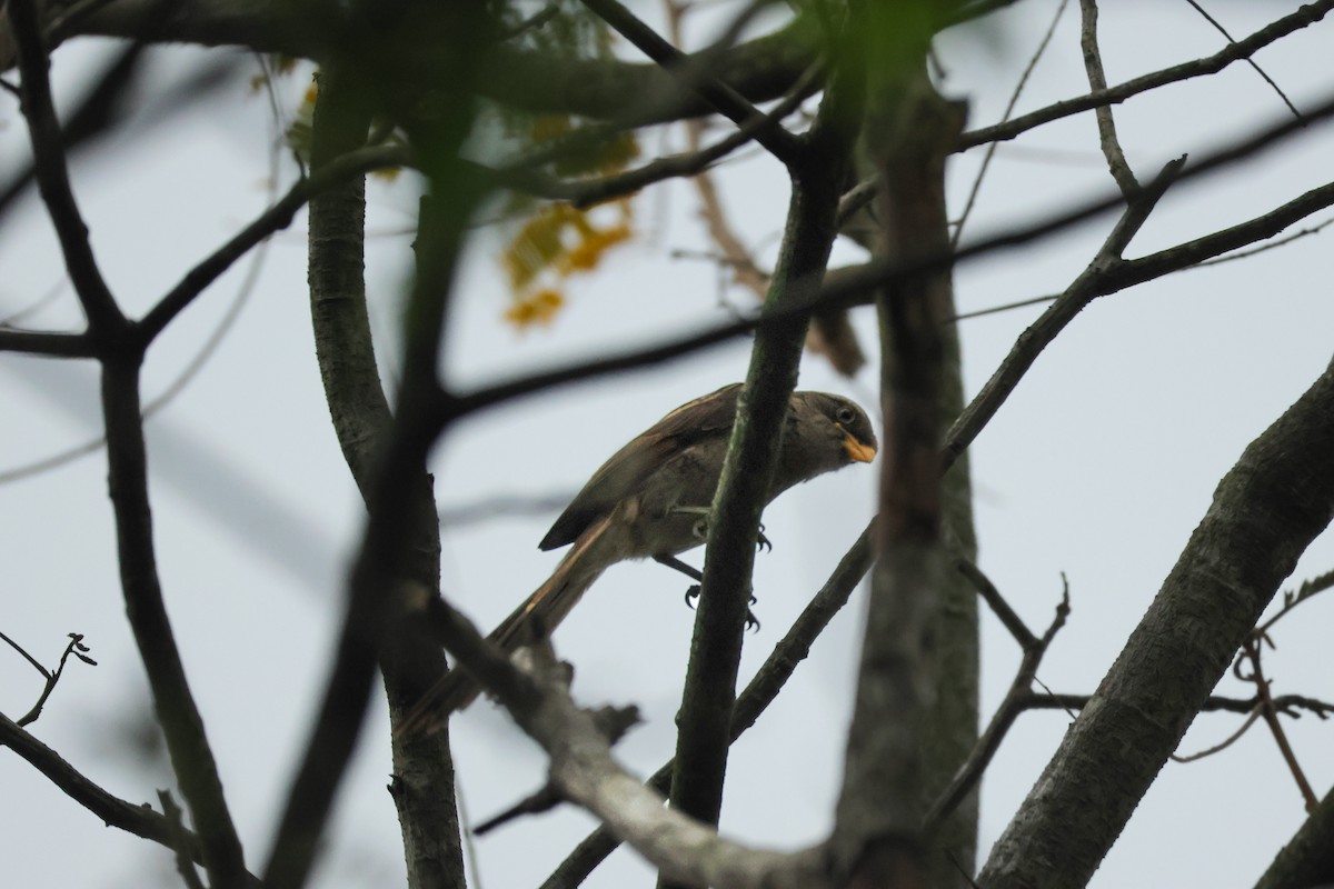 Yellow-billed Shrike - ML623535531