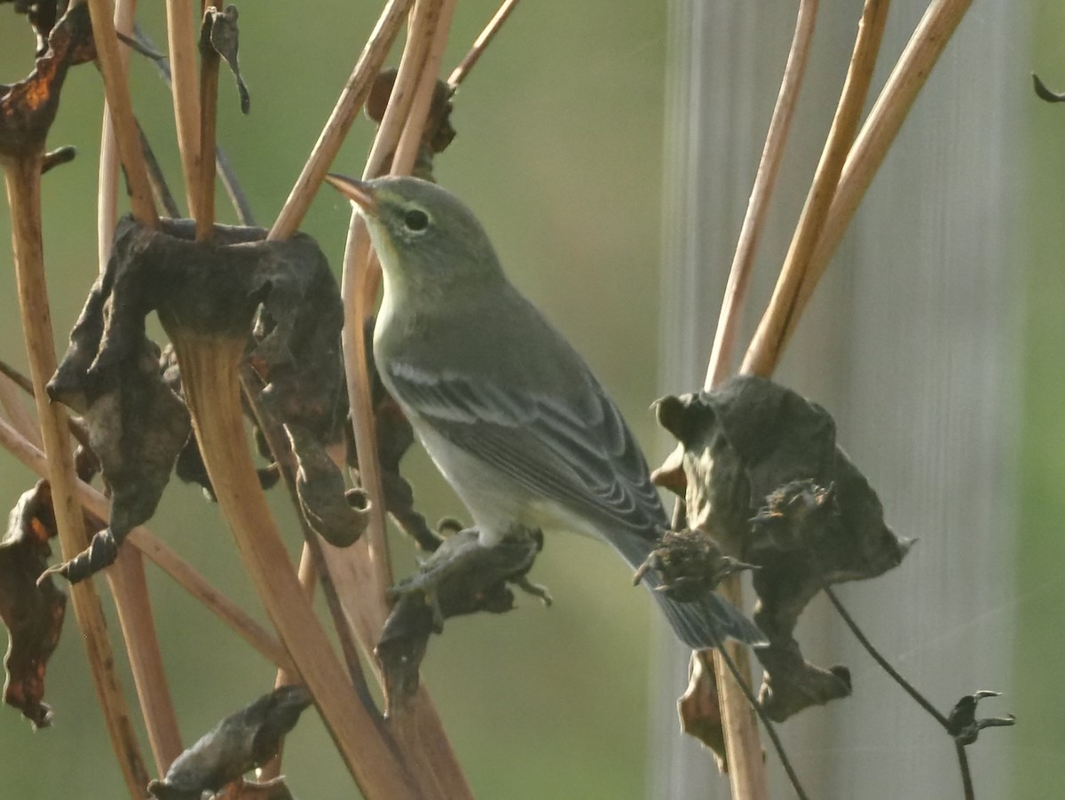 krattvireo (bellii/medius) - ML623535541