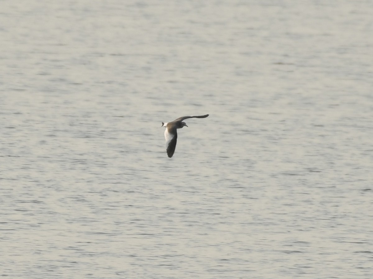 Sabine's Gull - ML623535556