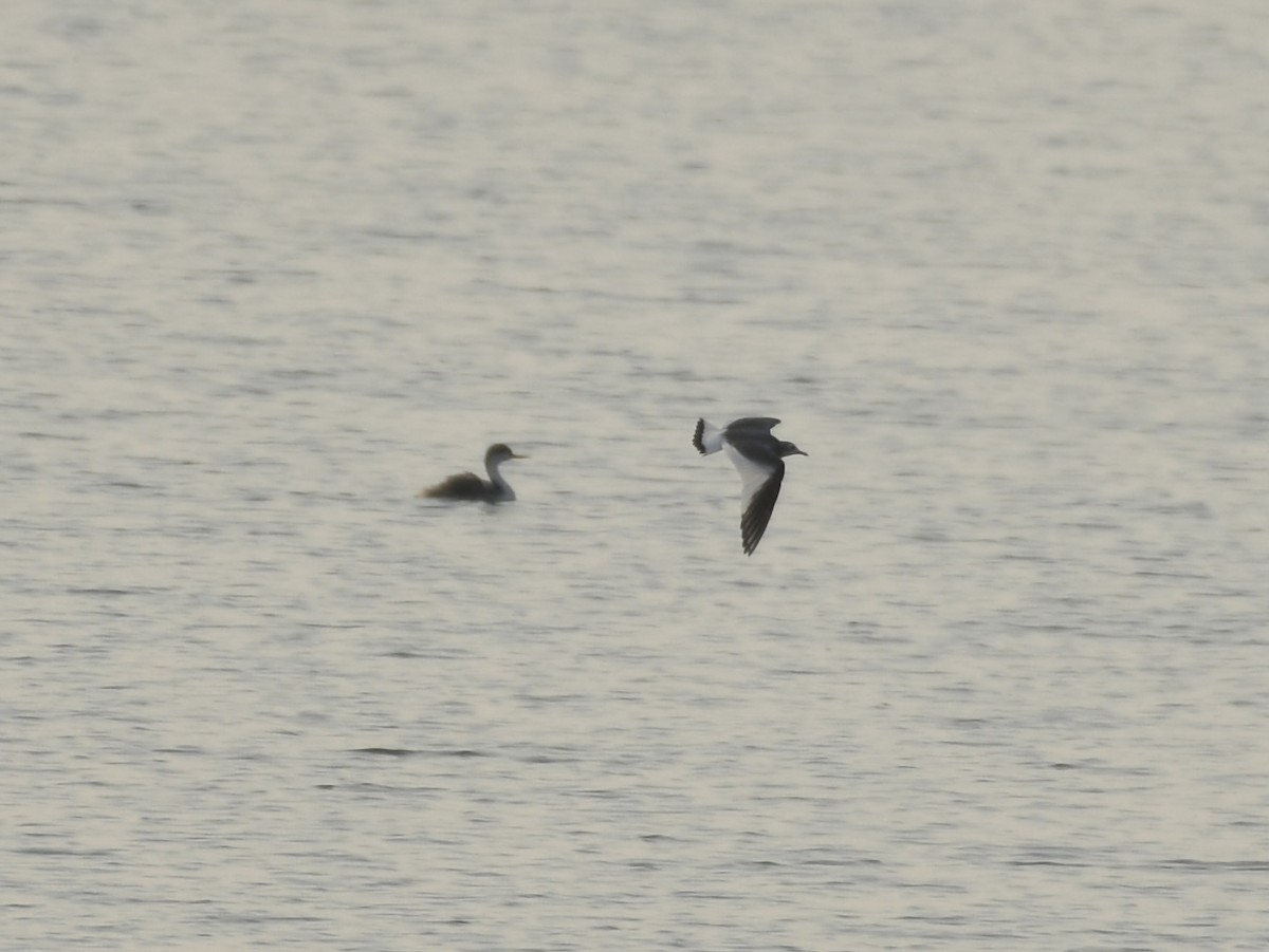 Sabine's Gull - ML623535557