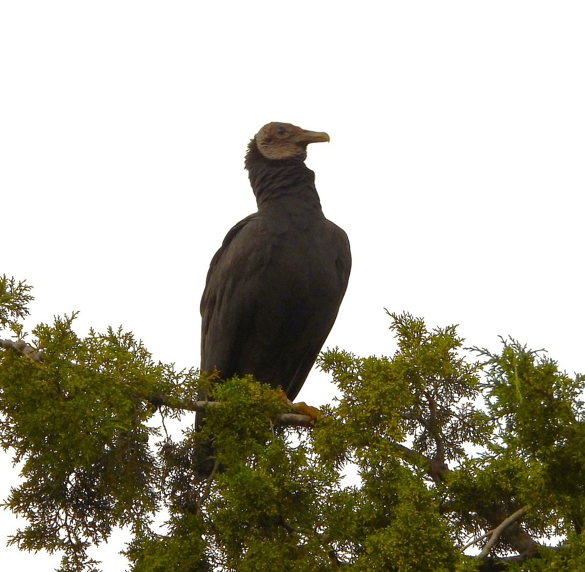 Black Vulture - ML623535568