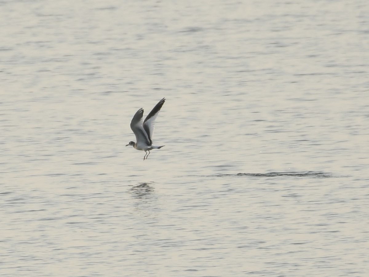 Sabine's Gull - ML623535614