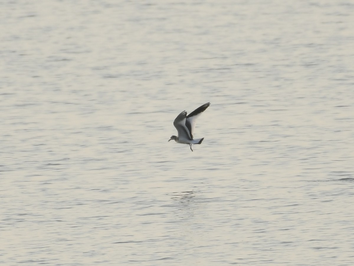 Sabine's Gull - ML623535615