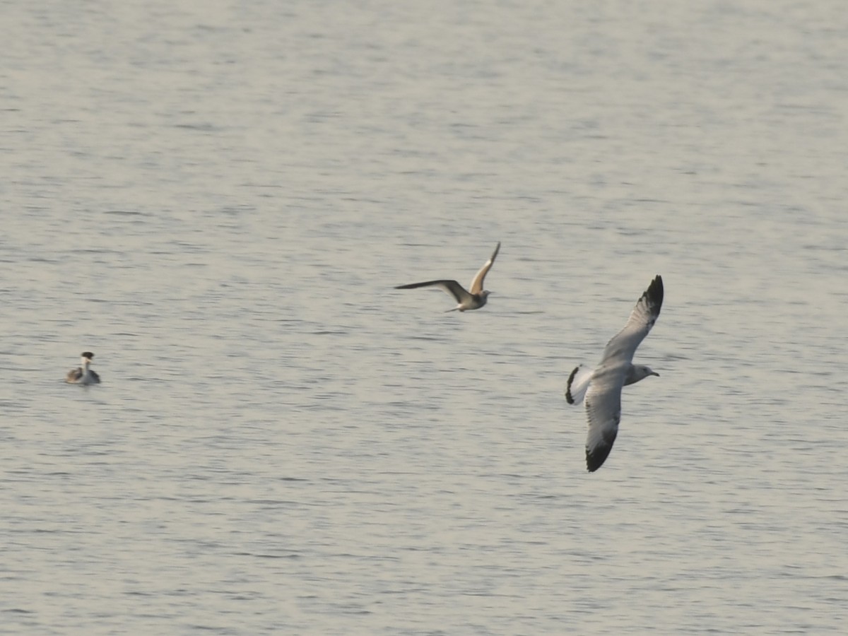 Sabine's Gull - ML623535616