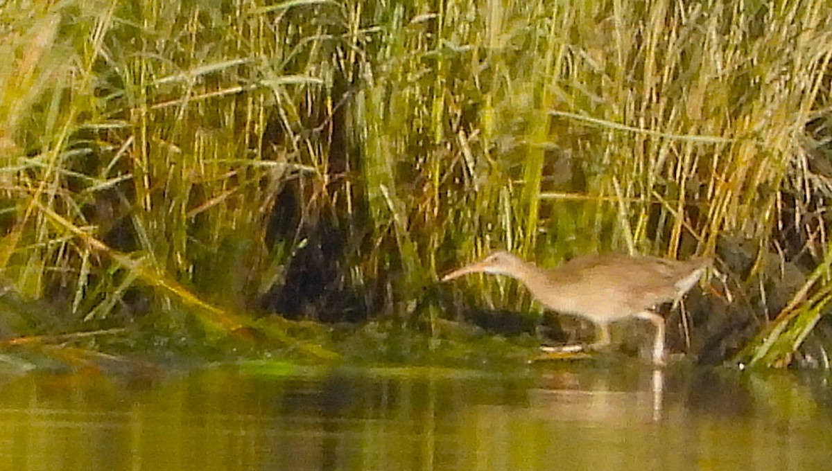 Clapper Rail - ML623535656