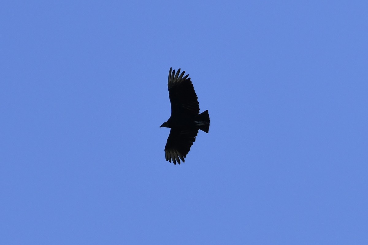 Black Vulture - ML623535664