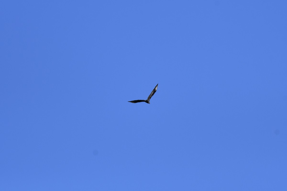 Black Vulture - ML623535665