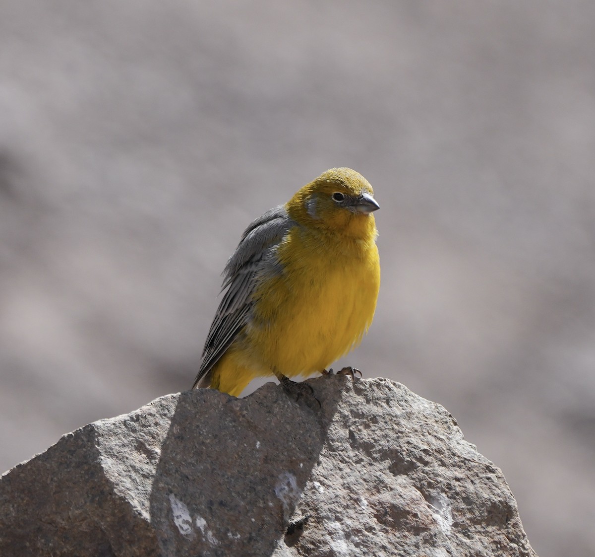 Bright-rumped Yellow-Finch - ML623535769