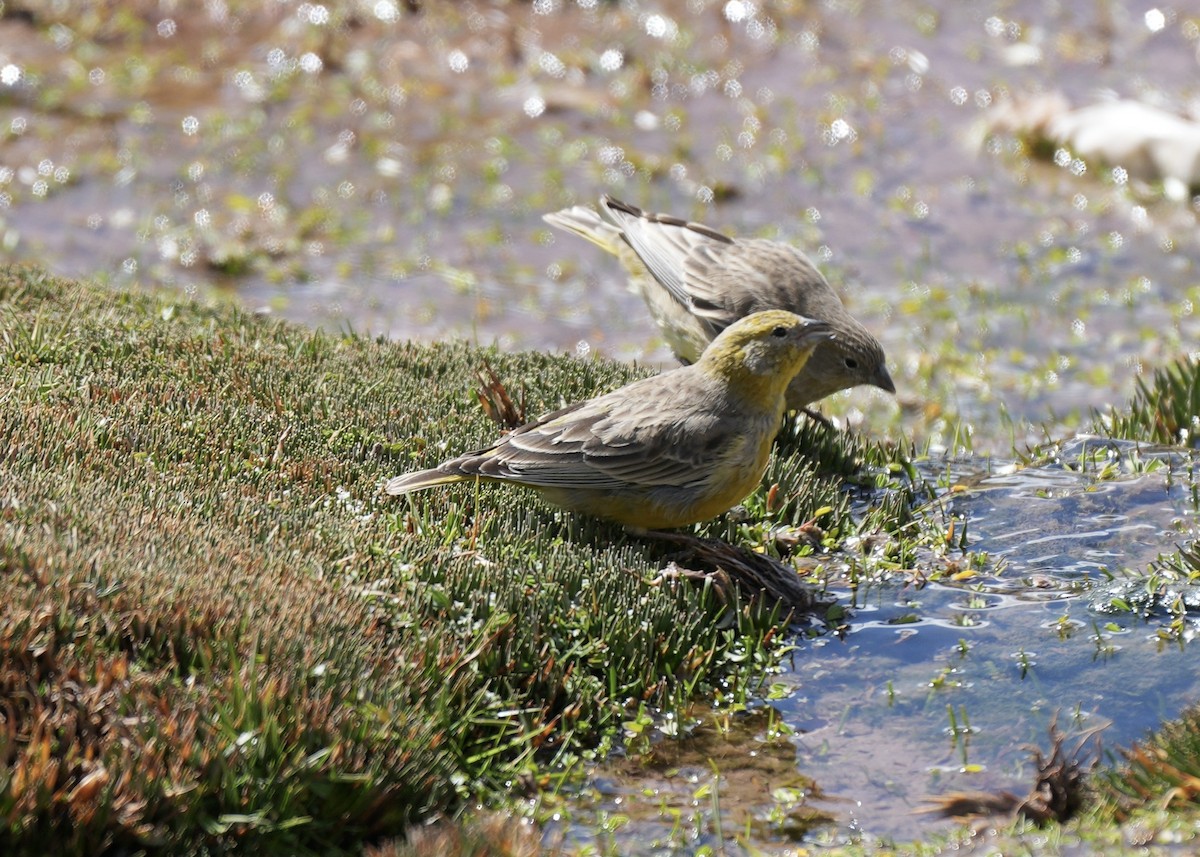 Bright-rumped Yellow-Finch - ML623535791