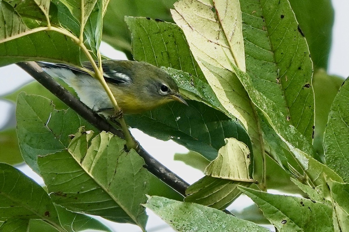 Northern Parula - ML623535803