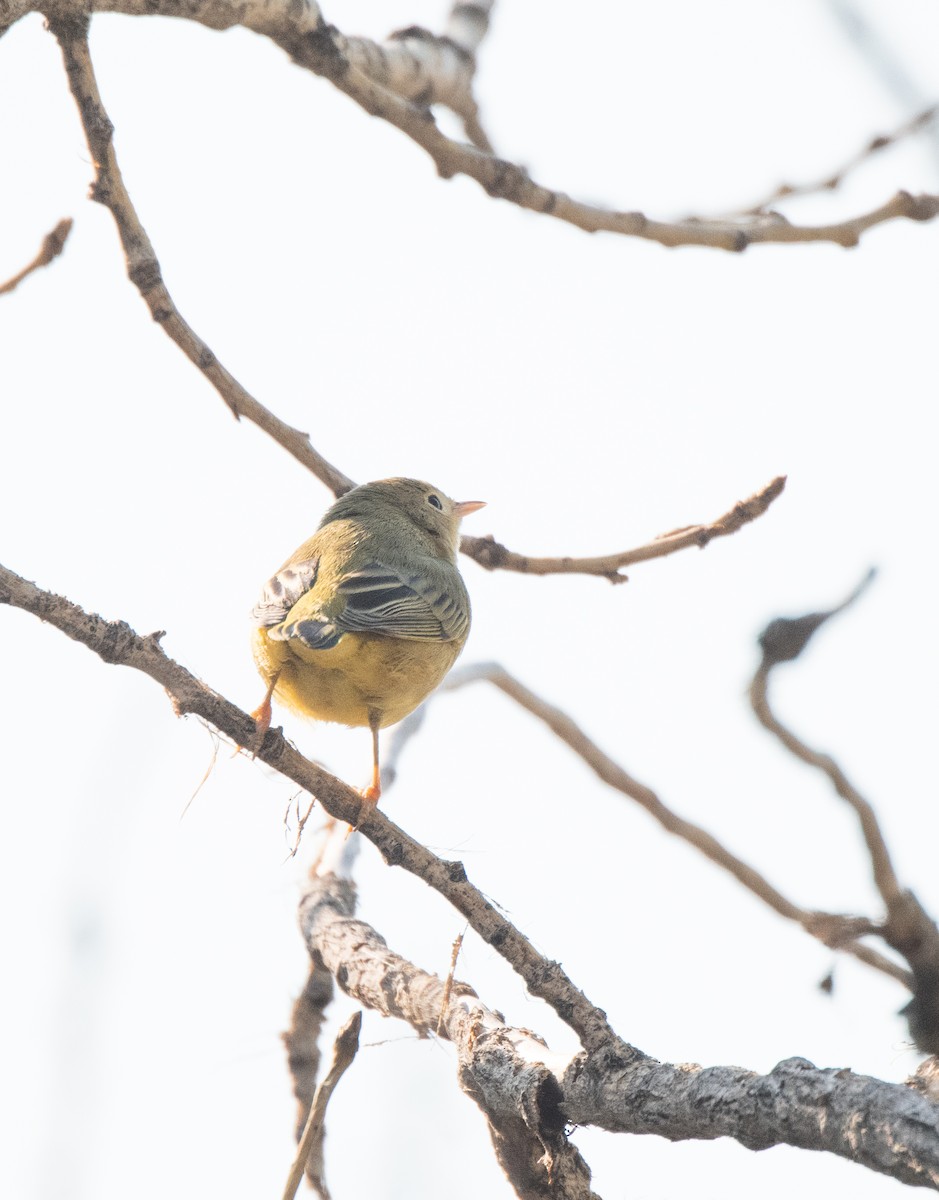 Yellow Warbler - ML623535816