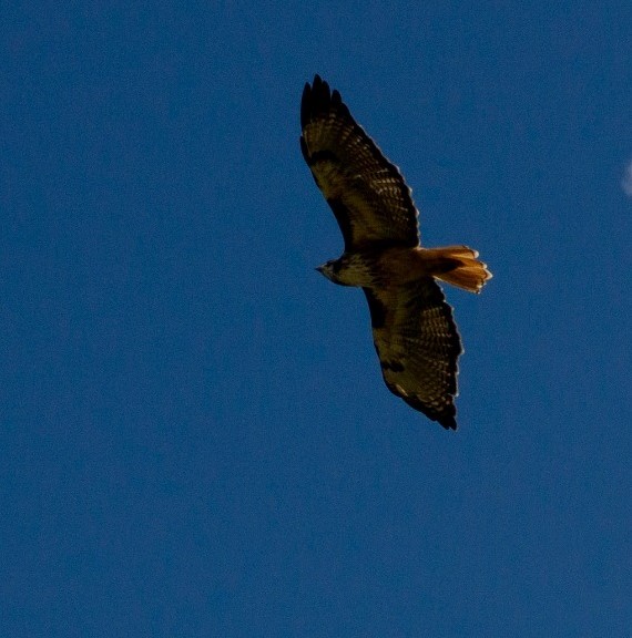 Red-tailed Hawk - ML623535826