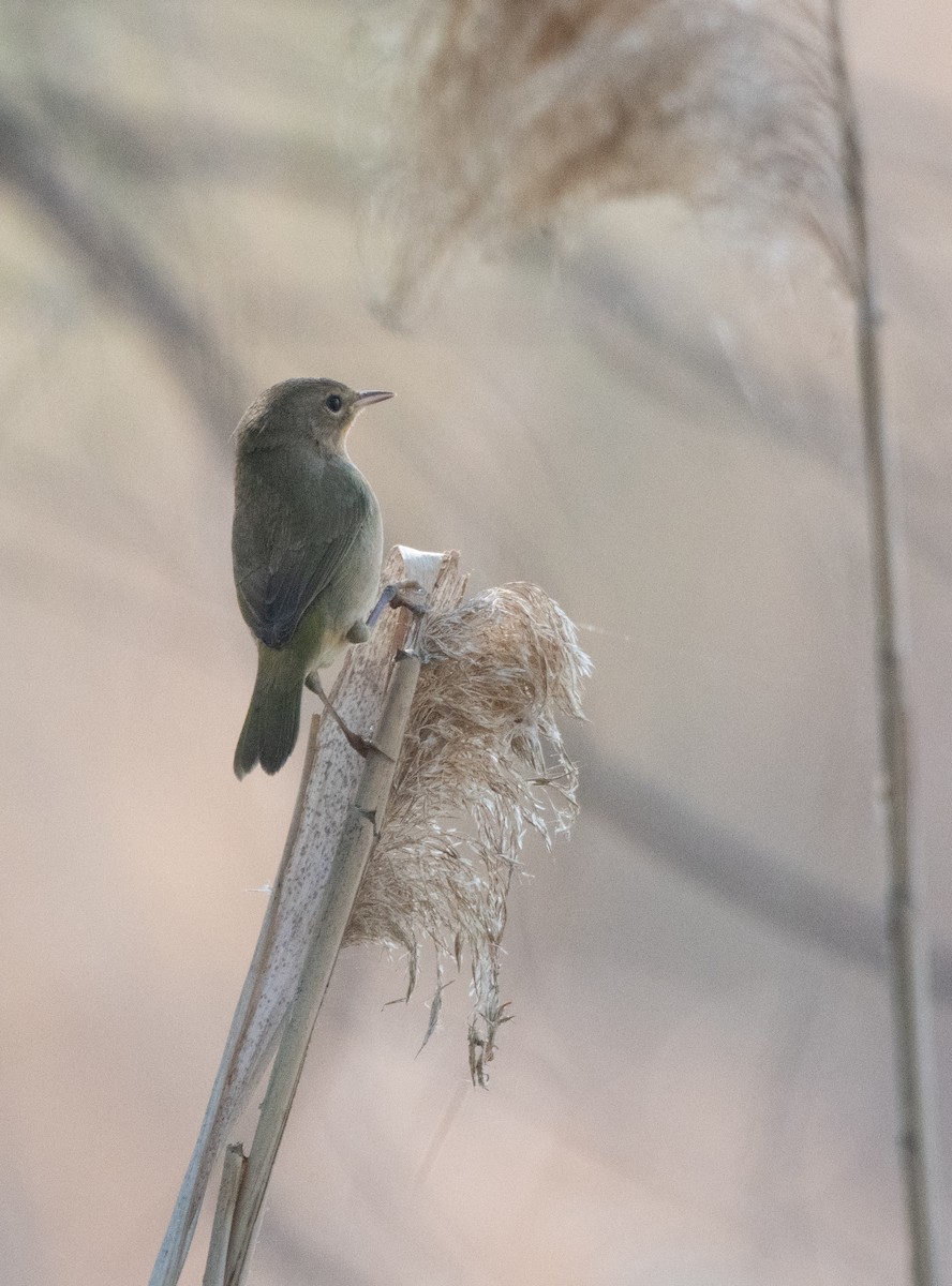 Common Yellowthroat - ML623535828