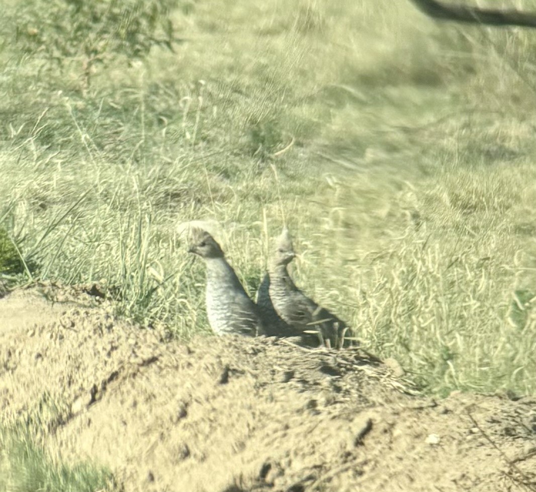 Scaled Quail - Braden Farris