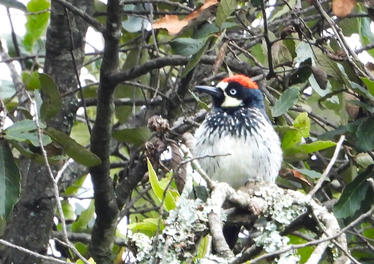 Acorn Woodpecker - ML623535865
