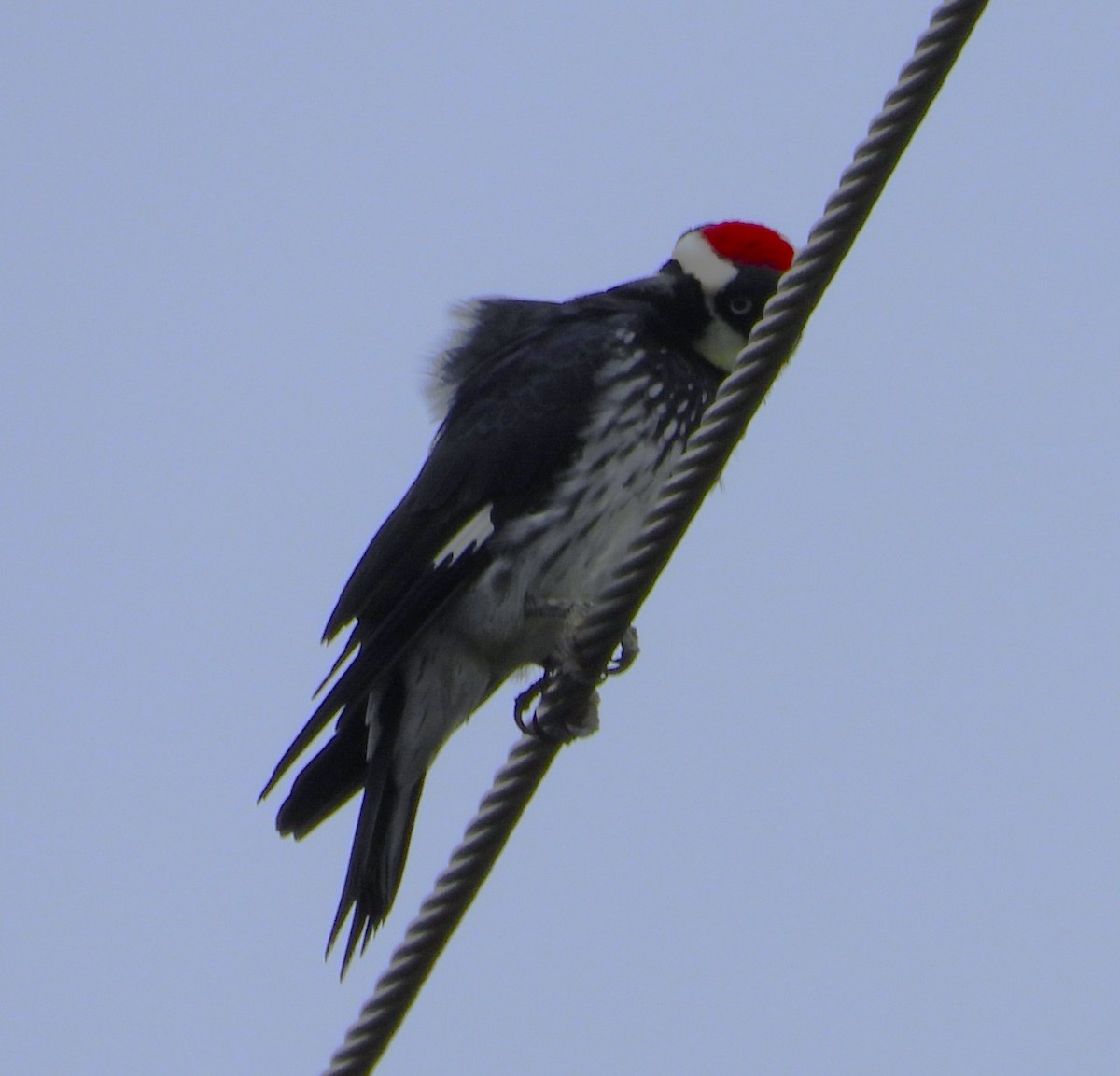 Acorn Woodpecker - ML623535866